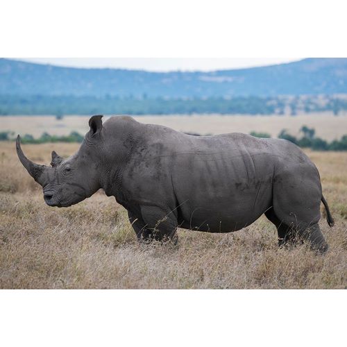 Hopkins, Cindy Miller 아티스트의 Africa-Kenya-Laikipia Plateau-Ol Pejeta Conservancy-Southern white rhinoceros-lone male작품입니다.